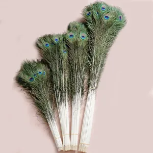 Peacock Feather  80-90cm, 90-100cm, 100-